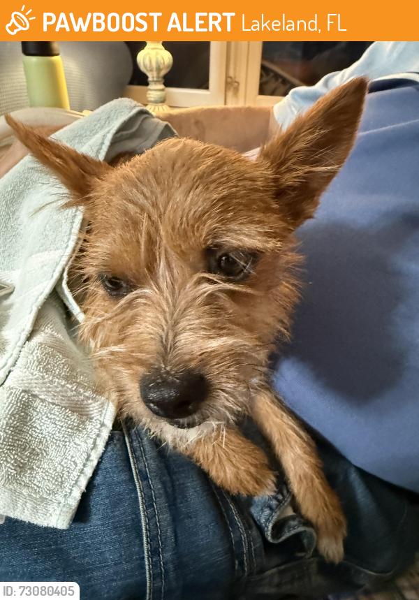 Found/Stray Female Dog last seen Daughtery Rd & Boyd Court, North Lakeland, Lakeland, FL 33810