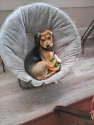 Lost Male Dog last seen Ferndale Area ( Tipton St. ) High Point North Carolina, High Point, NC 27262