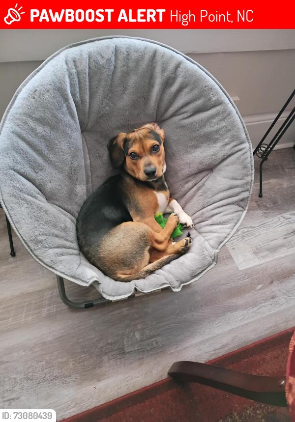 Lost Male Dog last seen Ferndale Area ( Tipton St. ) High Point North Carolina, High Point, NC 27262
