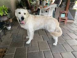 Reunited Male Dog last seen Oak Grove Rd & Gilardy Dr, Concord, CA 94518