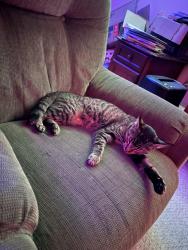 Found/Stray Female Cat last seen Penske, Rochester, NY 14606