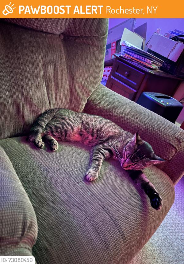 Found/Stray Female Cat last seen Penske, Rochester, NY 14606