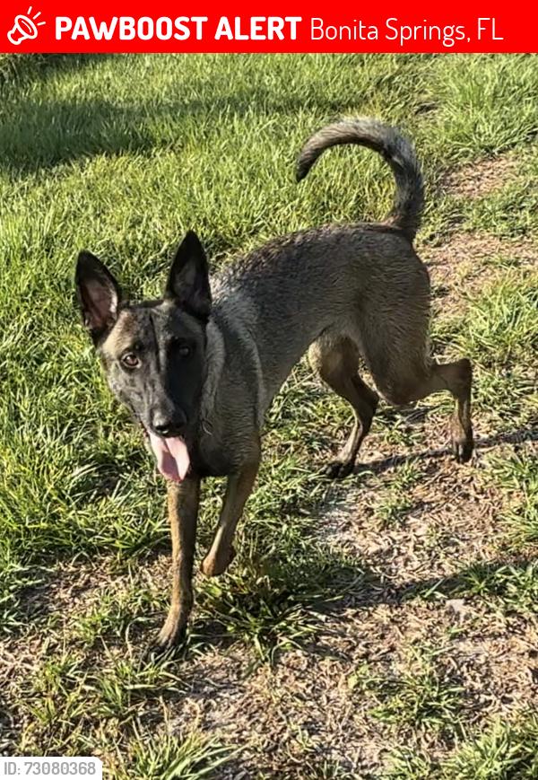 Lost Female Dog last seen Mobil gas station off Bonita exit, Bonita Springs, FL 34135