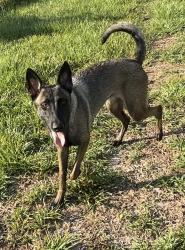 Lost Female Dog last seen Mobil gas station off Bonita exit, Bonita Springs, FL 34135