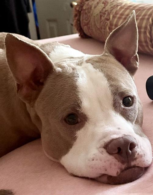 Shelter Stray Female Dog last seen CHARLOTTE, 8315 Byrum Dr, Charlotte, NC 28217, USA