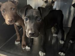 Shelter Stray Female Dog last seen , 3201 Lacy St, Los Angeles, CA 90031, USA