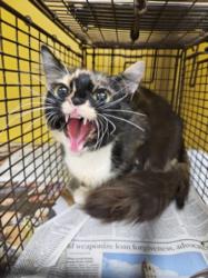 Shelter Stray Female Cat last seen , 3201 Lacy St, Los Angeles, CA 90031, USA