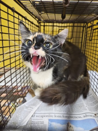 Shelter Stray Female Cat last seen , 3201 Lacy St, Los Angeles, CA 90031, USA