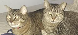 Lost Unknown Cat last seen Fairfield bend dr, San Antonio, TX 78231