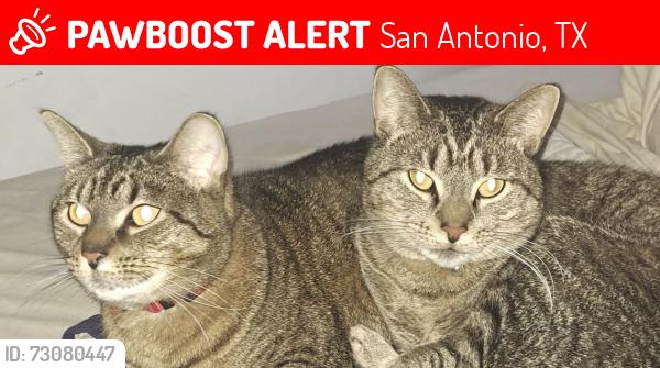 Lost Unknown Cat last seen Fairfield bend dr, San Antonio, TX 78231