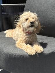 Lost Female Dog last seen Springman middle school, Glenview, IL 60025