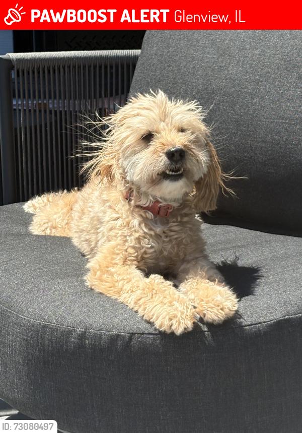 Lost Female Dog last seen Springman middle school, Glenview, IL 60025