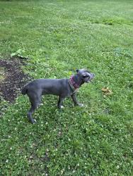 Lost Female Dog last seen Webster ave and eaat 204th st, The Bronx, NY 10467