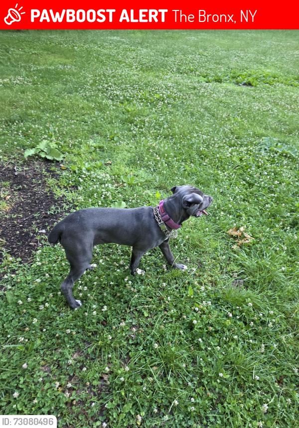 Lost Female Dog last seen Webster ave and eaat 204th st, The Bronx, NY 10467