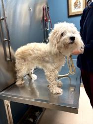 Found/Stray Male Dog last seen French Market Bistro, Baton Rouge, LA 70810
