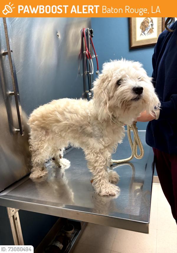 Found/Stray Male Dog last seen French Market Bistro, Baton Rouge, LA 70810