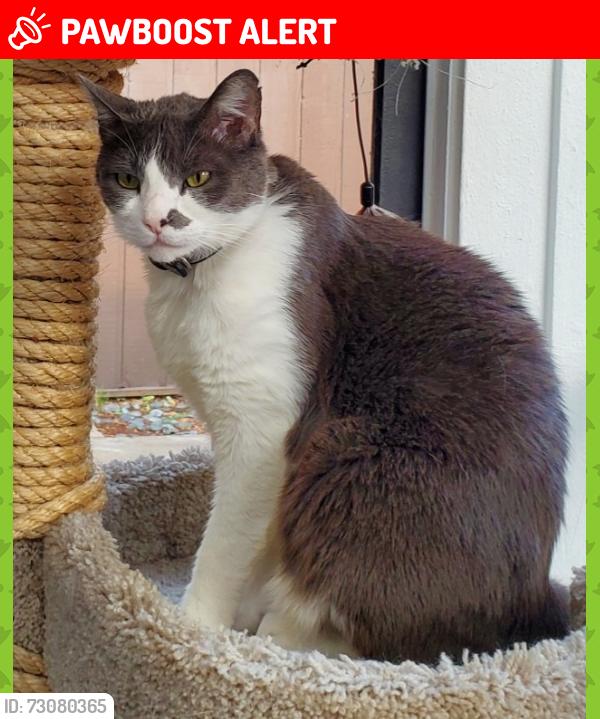 Lost Male Cat last seen Hampshire Rocks Dr. and Chippenham Dr., Nottingham Country, TX 77450