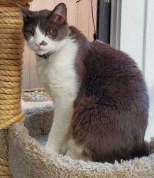 Lost Male Cat last seen Hampshire Rocks Dr. and Chippenham Dr., Nottingham Country, TX 77450