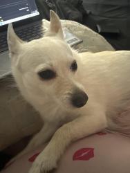 Reunited Female Dog last seen Near E Mowry St, Chester, PA 19013, USA, Chester, PA 19013