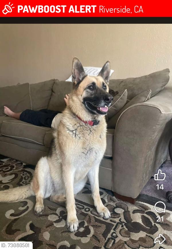 Lost Female Dog last seen Near Campbell Ave Riverside CA 92505, Riverside, CA 92505