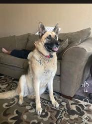 Lost Female Dog last seen Near Campbell Ave Riverside CA 92505, Riverside, CA 92505