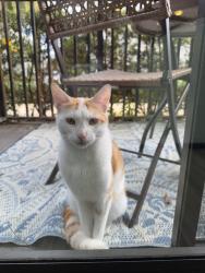 Lost Unknown Cat last seen Nova Southeastern University, Davie, FL 33314