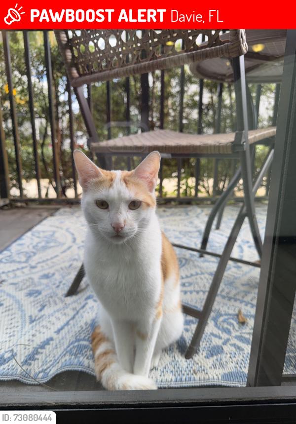 Lost Unknown Cat last seen Nova Southeastern University, Davie, FL 33314