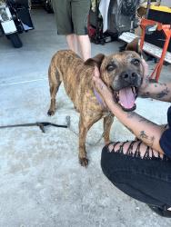 Found/Stray Male Dog last seen 64th st rd Ocala fl, Ocala, FL 34474