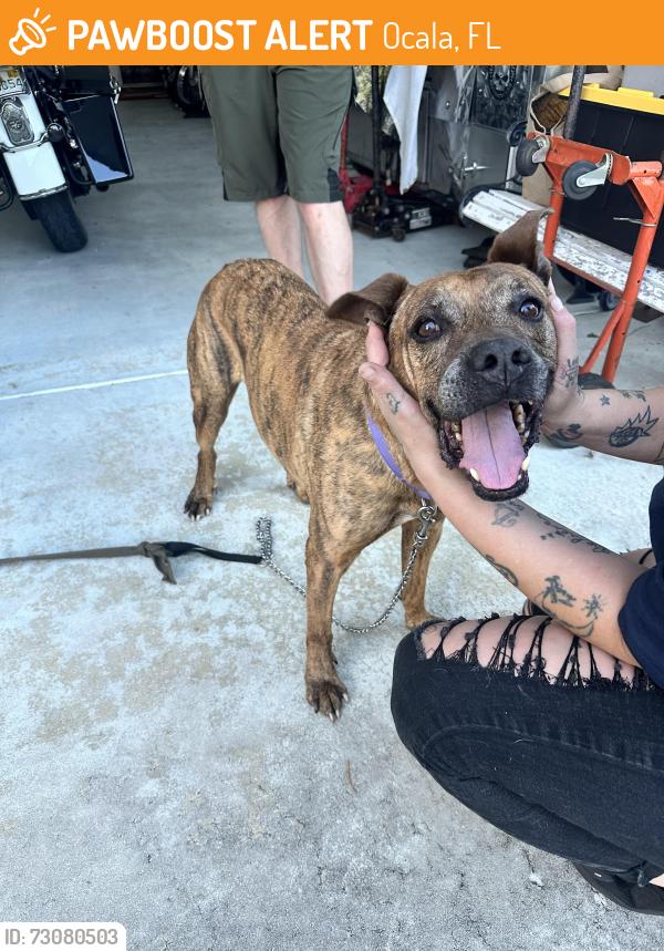 Found/Stray Male Dog last seen 64th st rd Ocala fl, Ocala, FL 34474