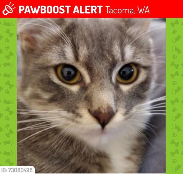 Lost Female Cat last seen Parkland Manor apmts 206th s, Tacoma, WA 98402