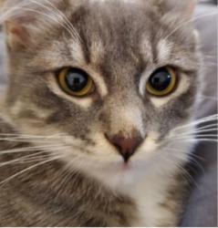 Lost Female Cat last seen Parkland Manor apmts 206th s, Tacoma, WA 98402