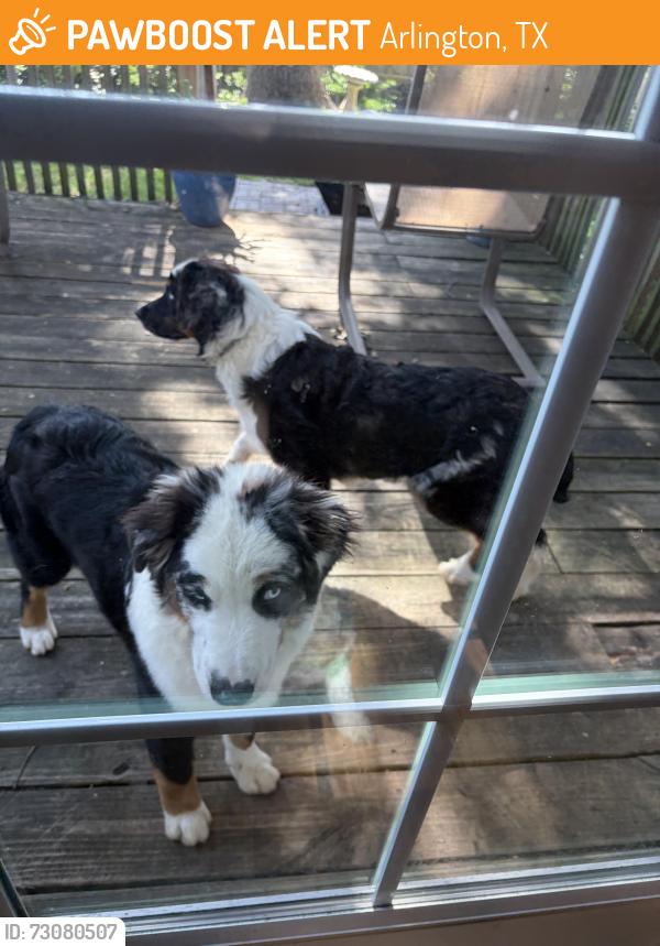 Found/Stray Unknown Dog last seen Oldfield Dr., Arlington, TX 76016