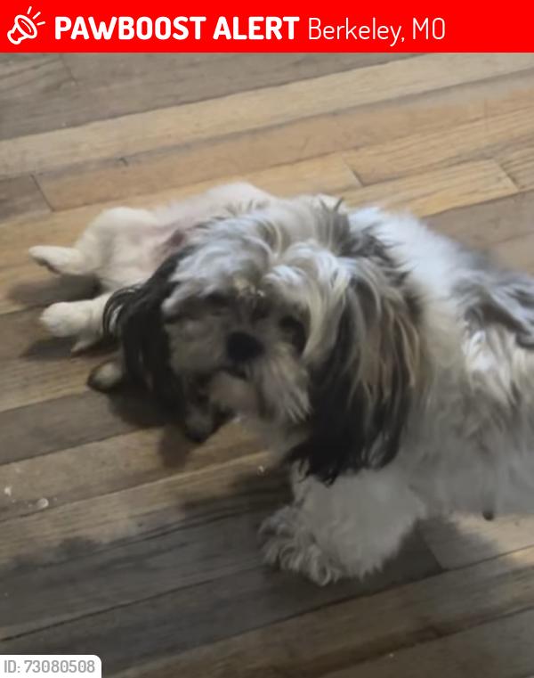 Lost Female Dog last seen Wulf/Shillington, Berkeley, MO 63134