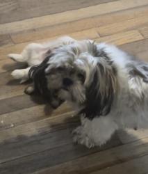 Lost Female Dog last seen Wulf/Shillington, Berkeley, MO 63134