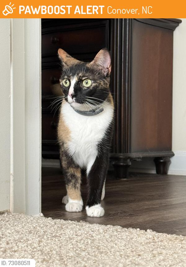 Found/Stray Unknown Cat last seen Fiddlehead Ln conover nc, Conover, NC 28613
