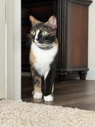 Found/Stray Unknown Cat last seen Fiddlehead Ln conover nc, Conover, NC 28613