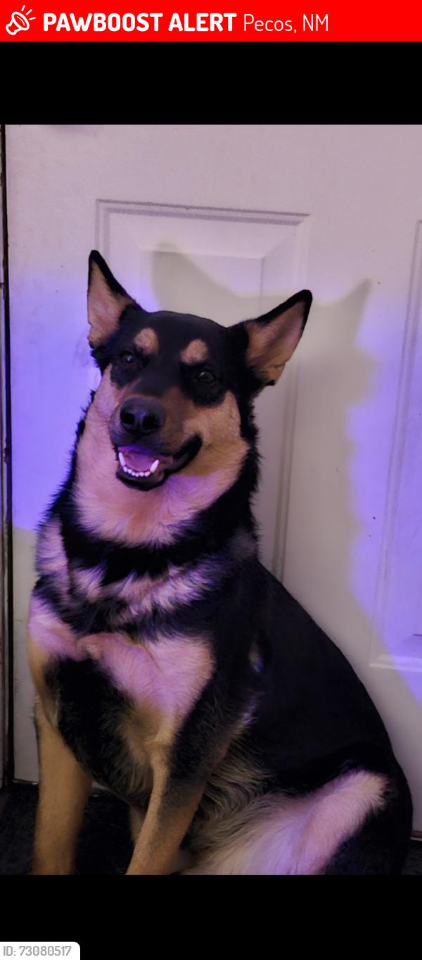 Lost Male Dog last seen Near Frontage Rd 2116, Large gravel piles, arroyo and I-25, Pecos, NM 87562