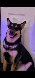 Lost Male Dog last seen Near Frontage Rd 2116, Large gravel piles, arroyo and I-25, Pecos, NM 87562