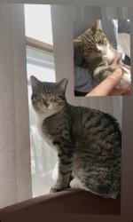 Lost Male Cat last seen Get to the neighbors, Akron, OH 44304