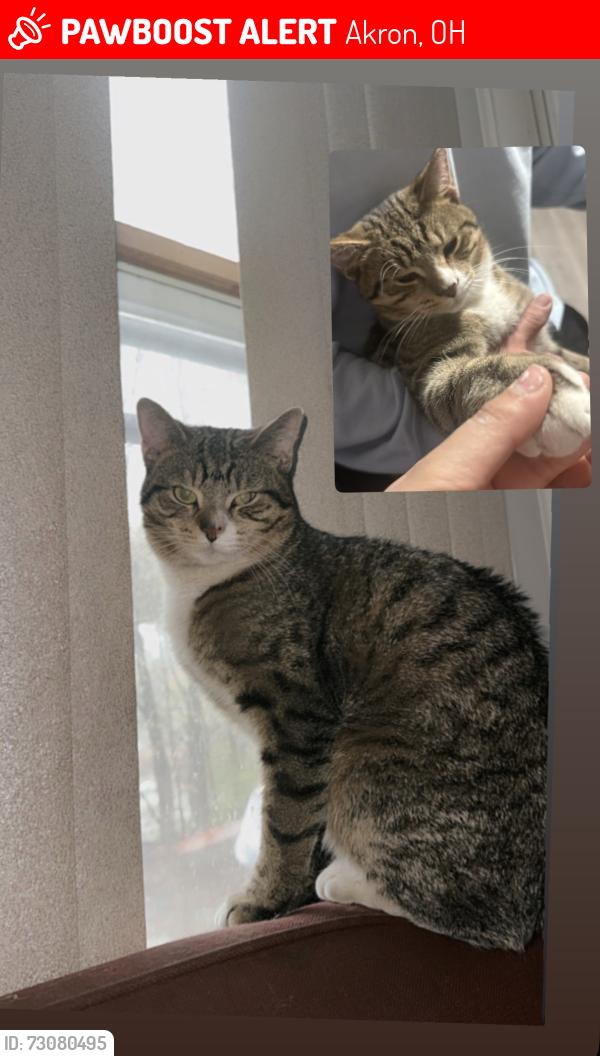 Lost Male Cat last seen Get to the neighbors, Akron, OH 44304