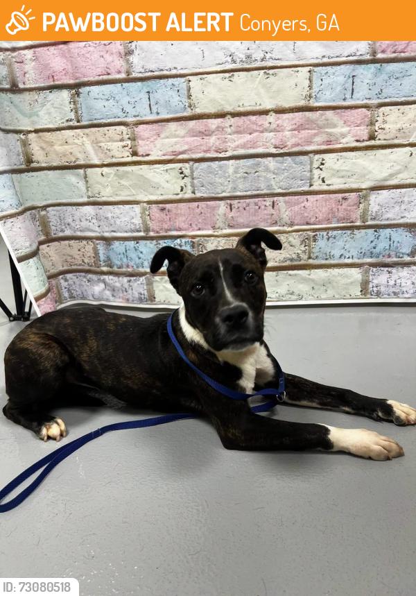 Found/Stray Female Dog last seen Located at Rockdale County Animal Service, 1506 Rockbridge Road, Conyers, GA 30012, Conyers, GA 30012