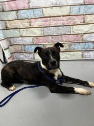 Found/Stray Female Dog last seen Located at Rockdale County Animal Service, 1506 Rockbridge Road, Conyers, GA 30012, Conyers, GA 30012