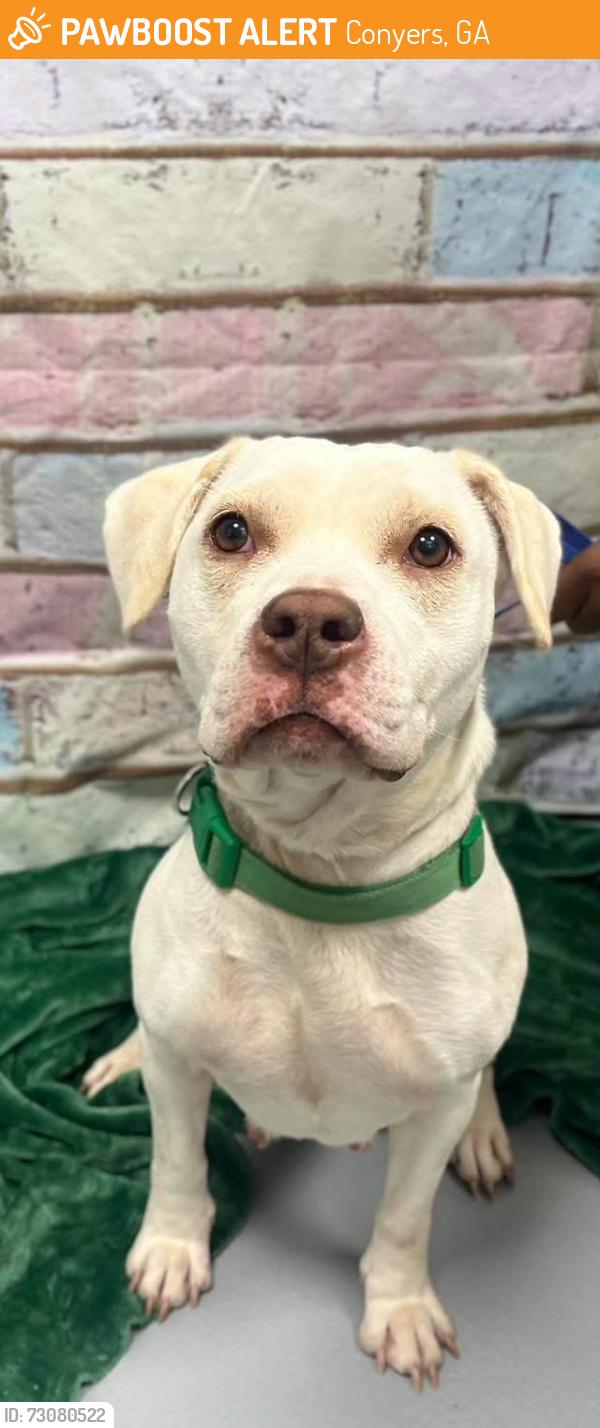 Found/Stray Female Dog last seen Located at Rockdale County Animal Service, 1506 Rockbridge Road, Conyers, GA 30012, Conyers, GA 30012