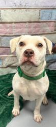 Found/Stray Female Dog last seen Located at Rockdale County Animal Service, 1506 Rockbridge Road, Conyers, GA 30012, Conyers, GA 30012