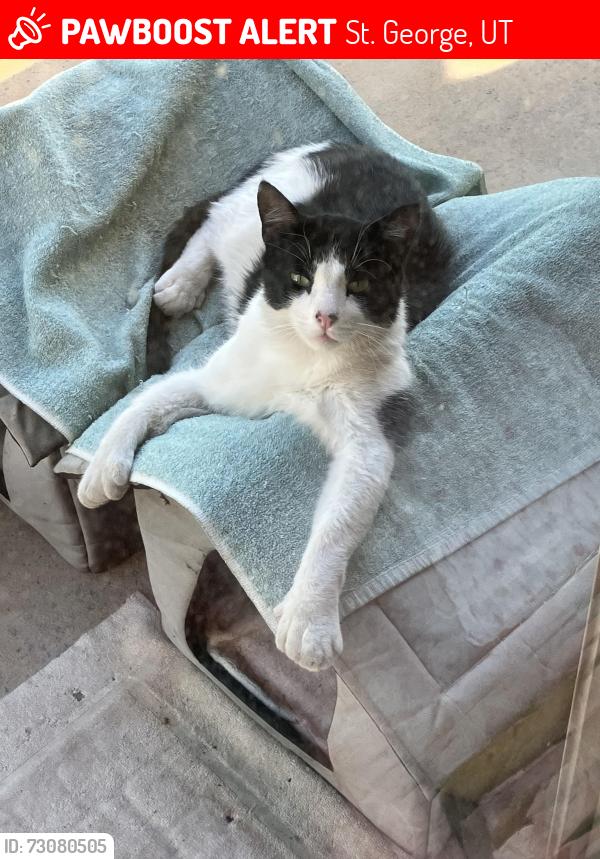 Lost Male Cat last seen Tuweap and 1565 N St. George, St. George, UT 84770