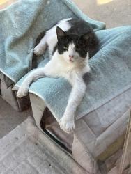 Lost Male Cat last seen Tuweap and 1565 N St. George, St. George, UT 84770
