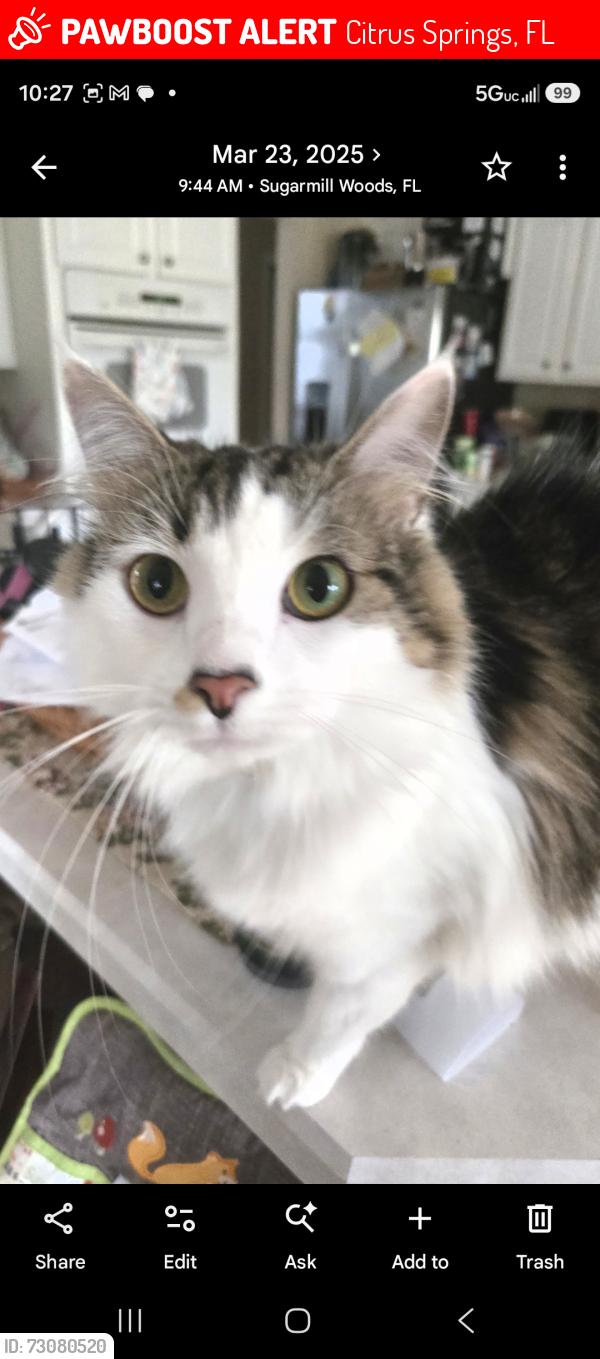 Lost Female Cat last seen N Robert Dean way, Citrus Springs, FL 34434