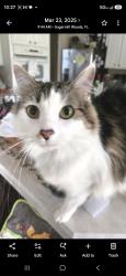 Lost Female Cat last seen N Robert Dean way, Citrus Springs, FL 34434