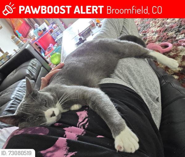 Lost Male Cat last seen Zuni 136th, Broomfield, CO 80023