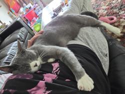 Lost Male Cat last seen Zuni 136th, Broomfield, CO 80023